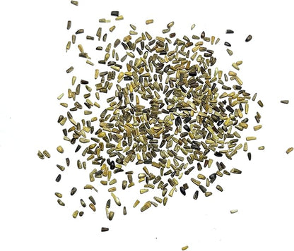 Seed Needs Chicory Seeds for Planting Cichorium intybus - Heirloom & Open Pollinated Wildflowers to Grow a Butterfly Garden That Attracts Butterflies, Bees & Other Pollinators (1 Pack)
