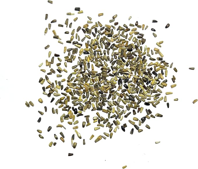 Seed Needs Chicory Seeds for Planting Cichorium intybus - Heirloom & Open Pollinated Wildflowers to Grow a Butterfly Garden That Attracts Butterflies, Bees & Other Pollinators (2 Packs)