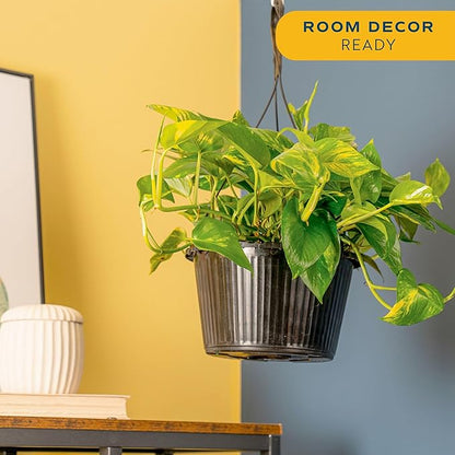 Costa Farms Pothos Live Plant, Devil's Ivy in Hanging Basket Pot, Easy to Maintain, Large Air Purifying Indoor Houseplant, Home, Room, or Office Decor, House Warming or Birthday Gift