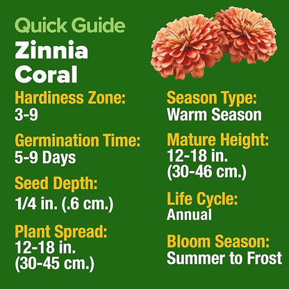HOME GROWN Coral Zinnia Seeds (1g) – 300 Zinnia elegans Annual Flower Seeds for Planting Outdoors – Heat Tolerant Easy Summer Flowers to Plant – Herb Seed Companion for Pollinator Garden Beds for 2026