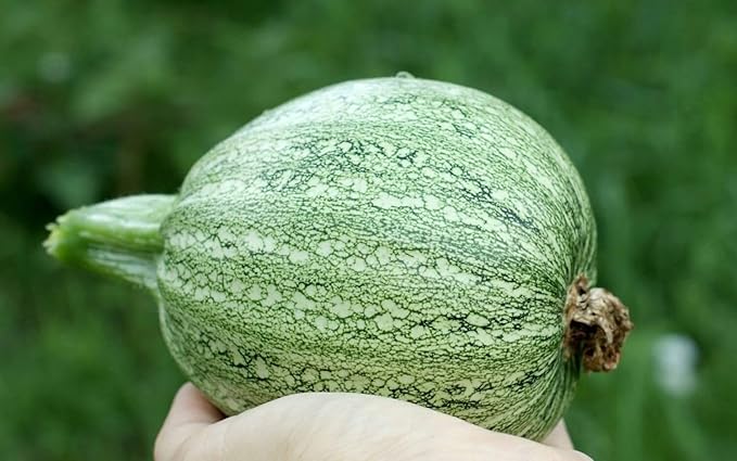 Seeds Round Zucchini Light Green Courgette Non GMO Heirloom