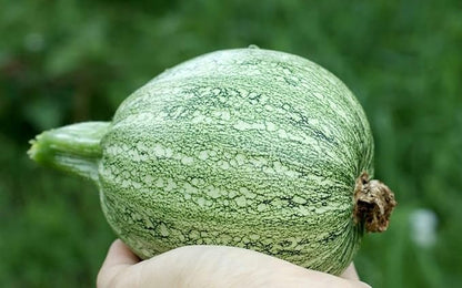 Seeds Round Zucchini Light Green Courgette Non GMO Heirloom