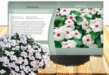 Outsidepride Bright Eyes Periwinkle Seeds for Planting – 4000 Pcs Annual, Fast-Blooming, Heat & Drought Tolerant Vinca Flower Seeds with Vibrant Colors Ideal for Gardens, Beds, Borders & Containers