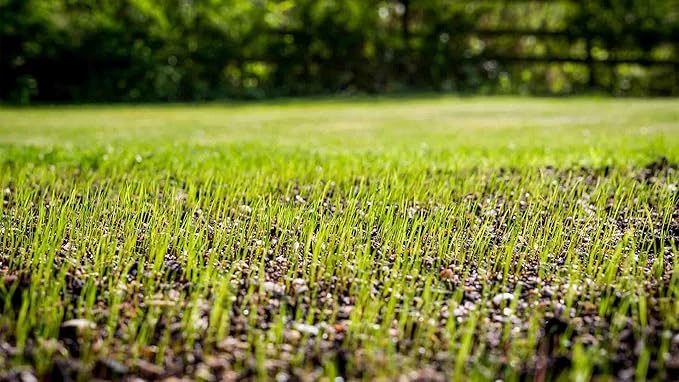 Envy Turf Type Tall Fescue Grass Seed (25 lbs.) - 100% Weed Free - Drought Tolerant - Disease Resistant - Dark Green Color Non-Returnable