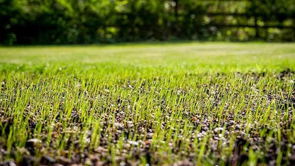 Envy Turf Type Tall Fescue Grass Seed (25 lbs.) - 100% Weed Free - Drought Tolerant - Disease Resistant - Dark Green Color Non-Returnable