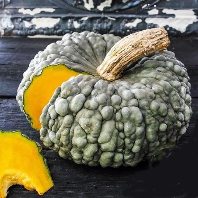 Marina Di Chioggia Bumpy Blue Pumpkin Seeds - 12 Seeds - One of The Most Intereting and Decorative Pumpkins as Well as Delicious