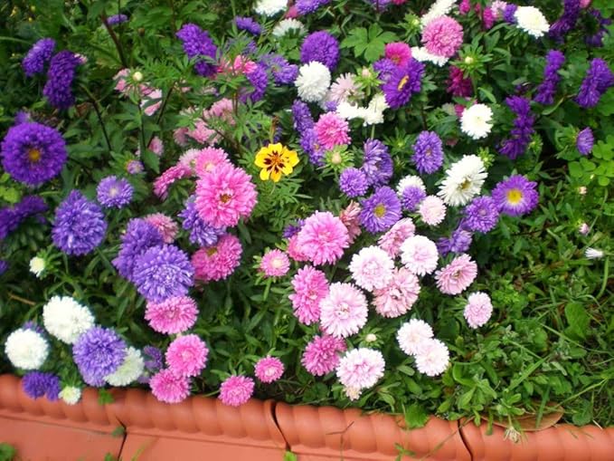 Seeds Aster Dwarf Mix Annual Garden Flowers for Planting