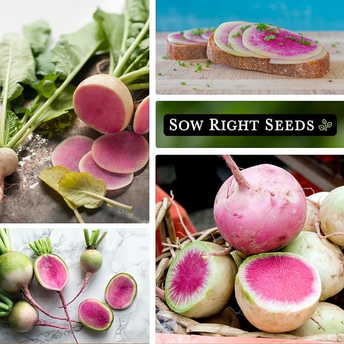 Sow Right Seeds - Bulk Watermelon Radish Seed for Planting - 10 Grams, 1000 Seeds - Non-GMO Heirloom Jumbo Pack - Easy to Grow with High Yields - Grow Loads of This Rare Variety - Vibrant Interior