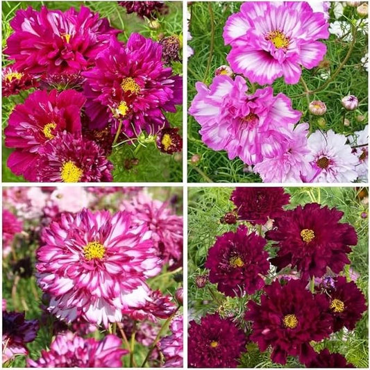 1000 Double Cosmos Seeds for Planting – Fully Double Blooms, Mixed Colors, Open-Pollinated Annual Wildflowers, Attract Butterflies & Bees, Cut Flower & Garden Bedding Use