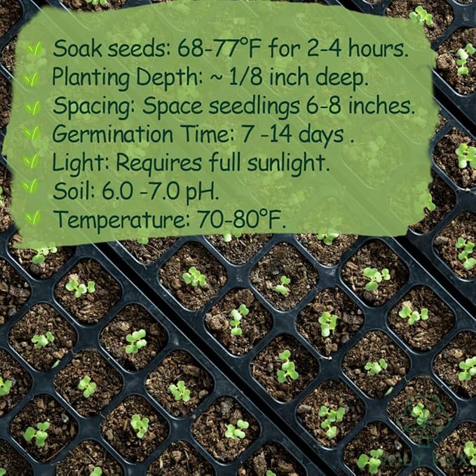 Premium Rare Cockscomb Seeds (Celosia cristata) – 500+ Non-GMO Heirloom Seeds – Stunning, Long-Lasting Feathery Blooms – Easy to Grow & Pollinator