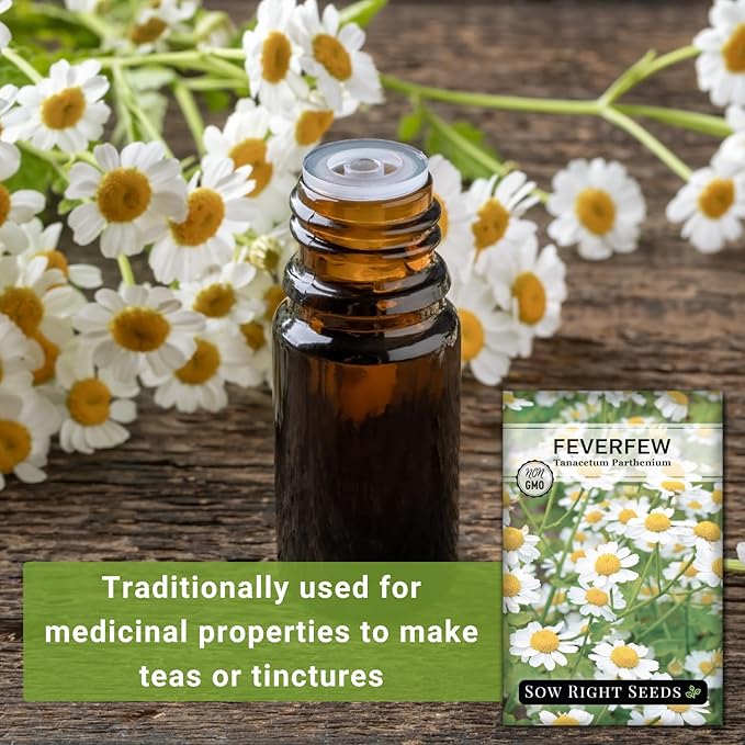 Sow Right Seeds - Feverfew Seeds for Planting - Non-GMO Heirloom Packet with Instructions to Plant an Outdoor or Indoor Herb Garden - Traditional Medicinal Herb, Make Tea & Extract for Migraines (3)