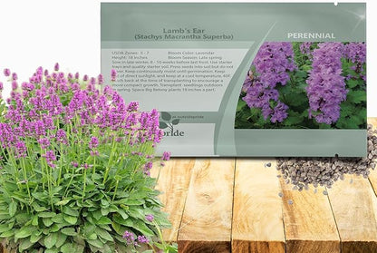 Outsidepride Stachys Macrantha Lamb's Ear Seeds - 50 Pcs Perennial Flower Seeds for Planting Velvet-Textured Bright Green Foliage & Vibrant Blooms for Ground Cover & Pollinator Gardens