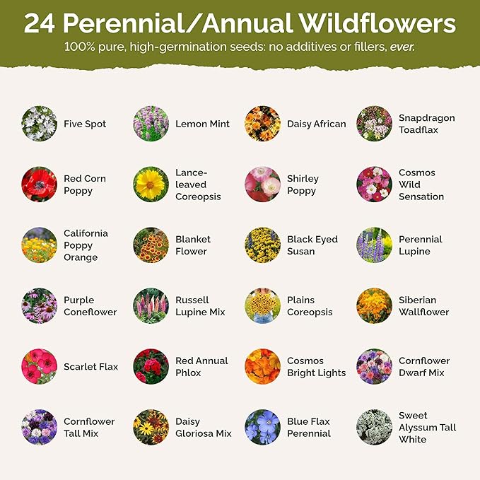 Eden Brothers North Carolina Wildflower Mixed Seeds for Planting, 1/4 lb, 120,000+ Seeds with Cornflower, African Daisy | Attracts Pollinators, Plant in Spring or Fall, Zones 3, 4, 5, 6, 7, 8, 9, 10
