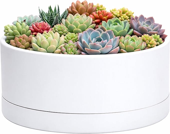 D'vine Dev 10 Inch Plastic Shallow Planter, Large Round Succulent Plant Pot with Drainage Hole and Sauce, Decorative Bonsai Pot for Indoor Plants, White, 76-Z-A-2