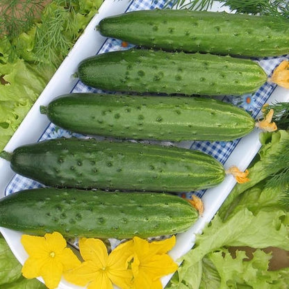 10+ Seeds Indoor Cucumber Zozula F1 Self-Pollinating - Vegetable Green