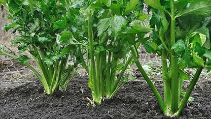 Organic Seedling Fertilizer 1 Gal, CDFA Organic Registered. Plant Care Fertilizer for Vegetable Gardens Like Tomato, Cucumber, Beans, Carrots and All Other Plants