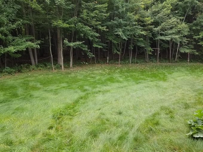 Flawn Seed Kits Simple Lawn Mow Less Fine Fescue Eco-Grass Seed, 1 Lb, Low Maintenance, Shade Tolerant, Covers up to 500