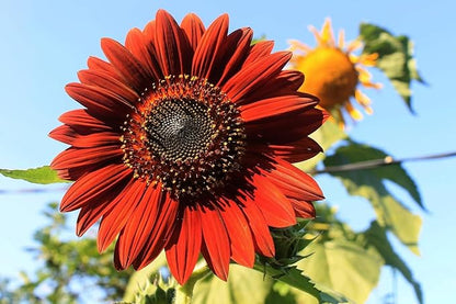 Flower & Vegetable Seed Set - 22 Varieties of Non-GMO Heirloom Premium Seeds for Planting - Asparagus, Beet, Broccoli, Wildflower, and More