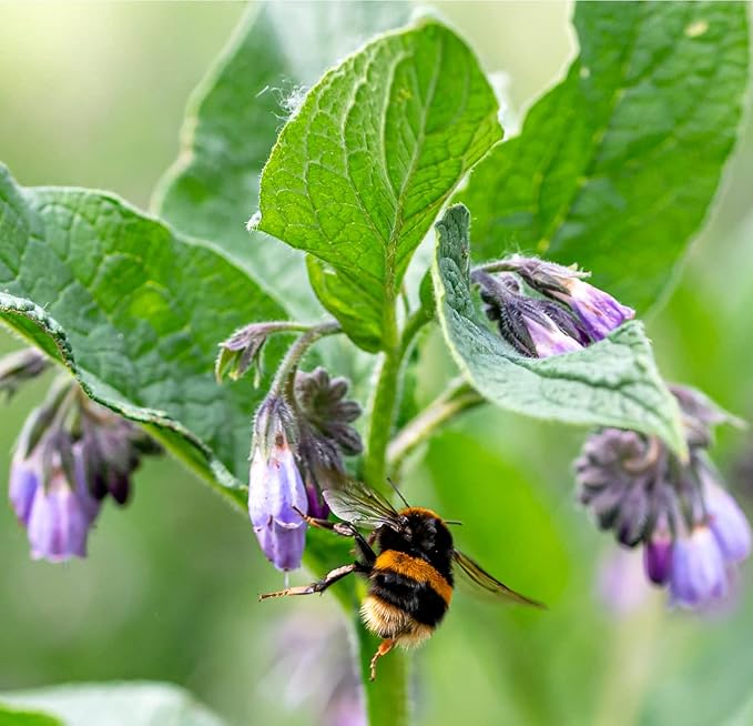 True Comfrey 50 Seeds (Symphytum officinale) Non GMO, Heirloom