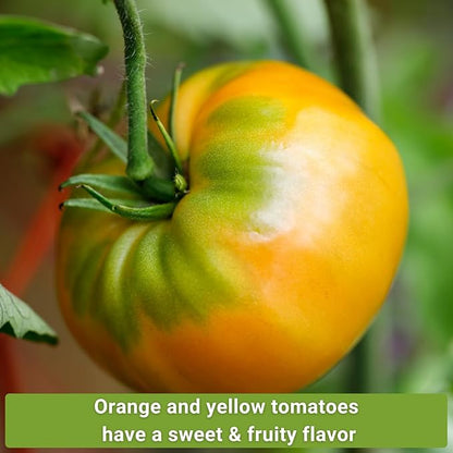 Sow Right Seeds - Yellow and Orange Tomato Seed Collection for Planting - Brandywine, Jubilee, Kellogg’s Breakfast, Yellow Pear & Cherry - Non-GMO Heirloom Varieties to Plant a Home Vegetable Garden