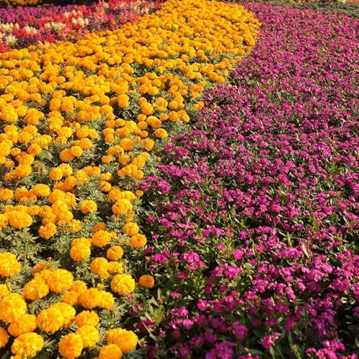 14-14-14 Plant Fertllizer Elite Nutrition - 15 lbs. Slow Release 120 Days - Added in Micros - Ornamental and Landscape Fertilizer (15 lbs.)