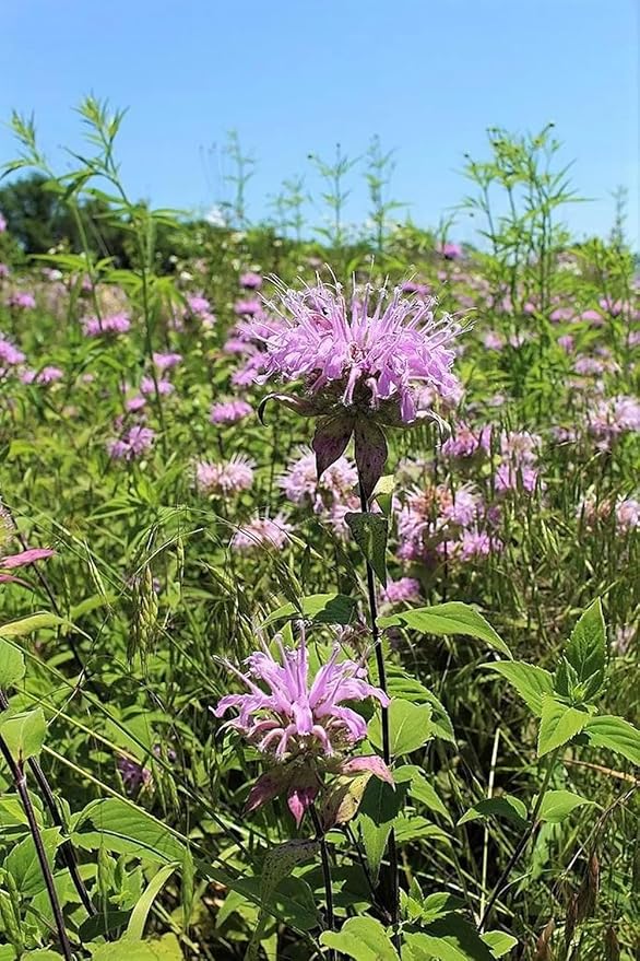 100+ Purple Bergamot Bee Balm Seeds Monarda Bee Balm Flowers Garden Planting