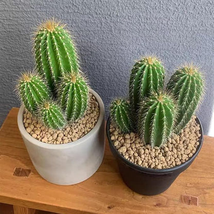 Succulent and Cactus Maifanitum Stones Garden Accessorie Rocks Pumice for Indoor Plants, Bonsai, Fairy Gardening, Vases Fillers, Terrarium, 2lb