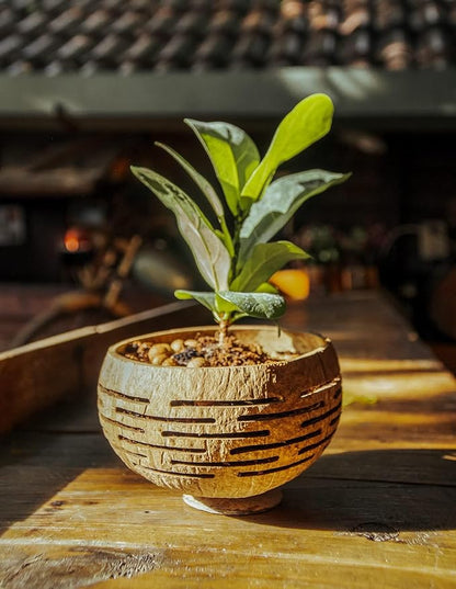 Rainforest Bowls Set of 2 Horizons Coconut Planters w/Drainage Hole- Perfect for Succulents, Flowers, Small Plants, Indoor & Outdoor Gardens- Handcarved by Artisans, Eco-Friendly & Sustainable