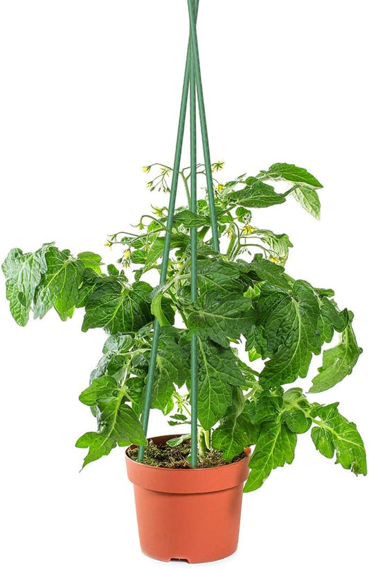 Sunnyglade 50PCS 48” Plant Stakes Garden Tomato Sticks Plant Stakes & Supports for Potted Plants