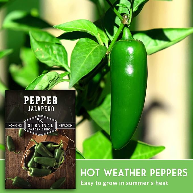 Jalapeño Pepper Seeds for Planting | Hot Heirloom Non-GMO Peppers for Pickling & Salsas – Survival Garden Seeds (5 Packs)