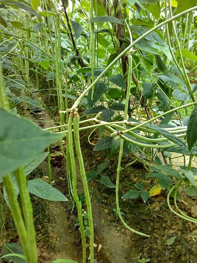 25+ Mixed Yard Long Bean Seeds Green or Purple Red Asian Chinese Long Bean Vegetable Garden Planting