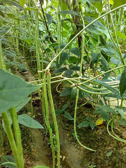 25+ Mixed Yard Long Bean Seeds Green or Purple Red Asian Chinese Long Bean Vegetable Garden Planting