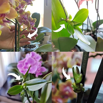 Keiki Cloning Paste Special Cytokinin Formula Gives a New Baby Orchid (Keiki) in Weeks-Can Be Used on All Kinds of Orchids and Also House Plants (1 Pack)