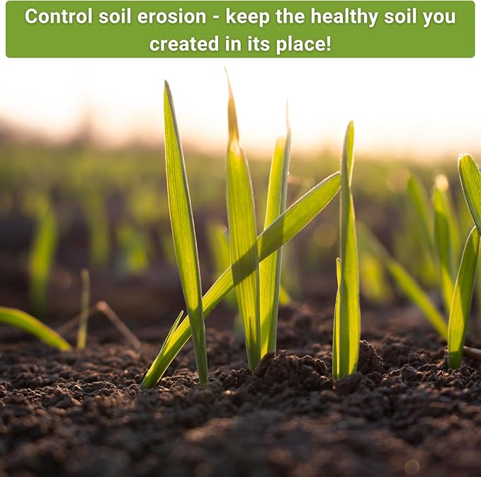 Sow Right Seeds - Cover Crop Collection for Planting - Winter Rye, Dutch White Clover and Winter Oats Seed - Suppresses Weeds, Improves Soil - Non-GMO Heirloom Packet to Plant and Grow