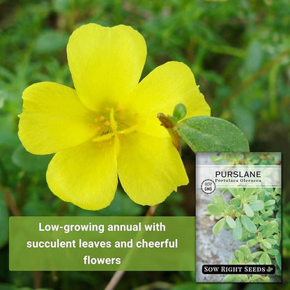 Sow Right Seeds - Purslane Seeds for Planting - Non-GMO Heirloom Packet with Instructions to Grow an Outdoor or Indoor Vegetable Garden - Rare Edible & Culinary Variety - Medicinal Benefits & Uses (2)