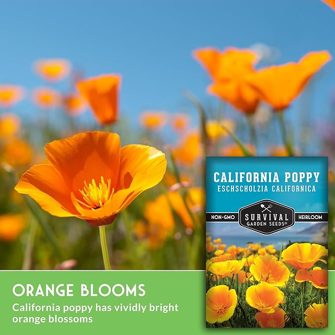 Survival Garden Seeds - California Poppy Seeds for Planting - 3 Packets with Instructions to Grow Eschscholzia Californica Plants in Your Home Flower Garden - Non-GMO Heirloom Wildflower Variety