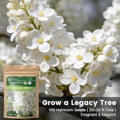 White Japanese Lilac Tree Seeds - 100 Non-GMO Heirloom Seeds for Planting, Fragrant Flowering Tree for Pollinator Gardens, Landscaping & Privacy Screens, USDA Zones 3-7