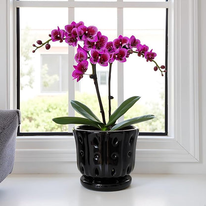 Ceramic Orchid Pot with Attached Saucer and Drainage Hole 6'' Orchid Planter (Black)