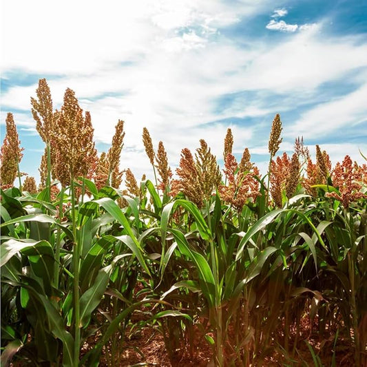 150+ Perennial Sugar Cane Seeds for Planting,Tropical Sugarcane Plant Seeds Non-GMO Heirloom Pollinated Variety for Outdoor Home