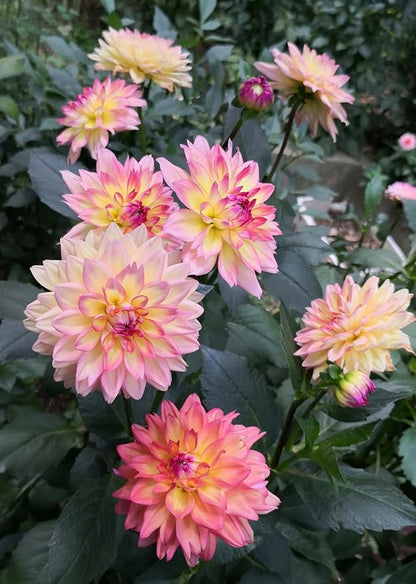 100+ Mixed Colors Dahlia Seeds Dream Flowers Garden Planting