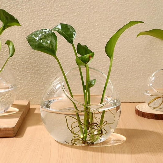 Angoily Glass Succulent Planter 3 Pack Hydroponic Flower Utensils for Indoor Outdoor Use Transparent Glass Terrarium Bowls for Small Plants Air Plant Holder for Home Garden Decor