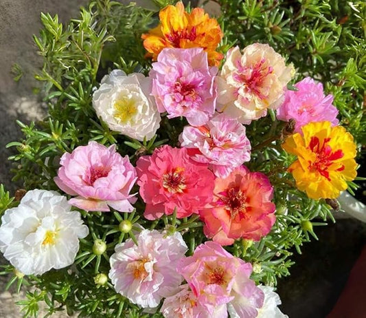 200+ Happy Hour Moss Rose Seeds Double Mix Color Flowers Garden Planting