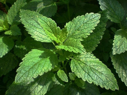 Seeds Lemon Balm Melissa Herbs Heirloom for Planting Non GMO