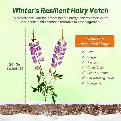 Outsidepride Hairy Vetch Cover Crop Seeds - 50 Lbs Cold Tolerant, Winter Hardy - Ideal for Soil Improvement, Green Pasture, Hay & Livestock Forage - Pollinator Friendly Garden Seeds, Ground Cover