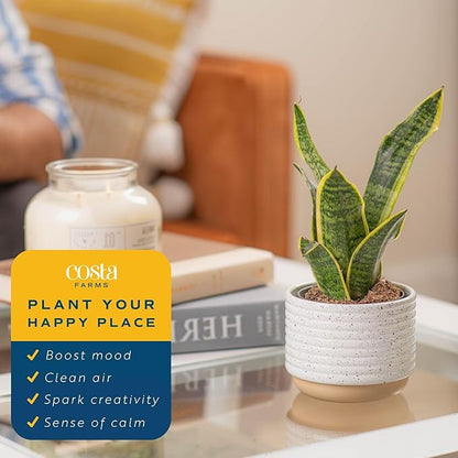 Costa Farms Snake Plant, Live Plants in Plastic Pots, Easy to Maintain, Air Purifying Indoor Succulent Houseplants, Assorted Variety, Home, Room, or Office Decor, Pack of 4, 8-12 Inches Tall