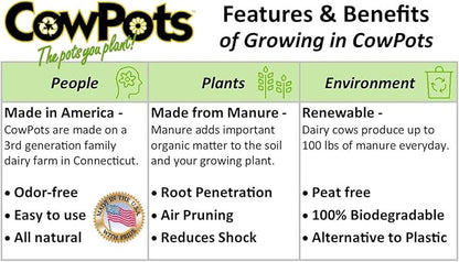 CowPots 102 Square Cowpot, 4", 12-Pack, Brown