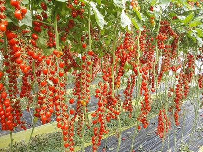 Seeds Vine Tomato Indeterminate Non GMO Heirloom