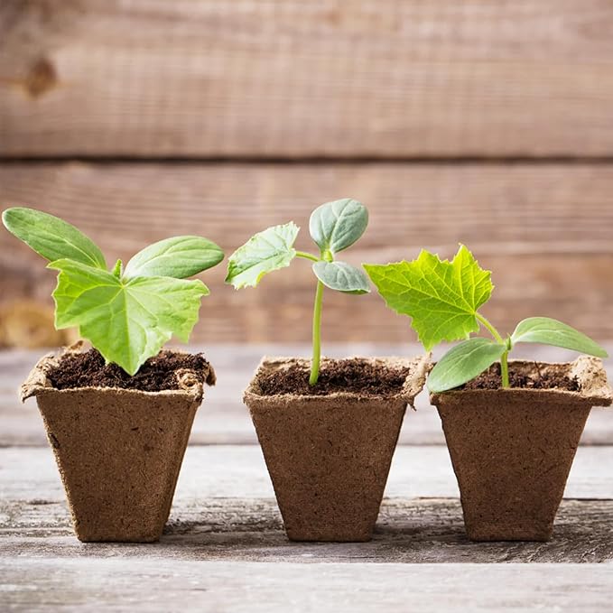 Park Seed CowPots 4-inch Tall Square Nitrogen-Rich Plant Seedling Starter, Set of 12