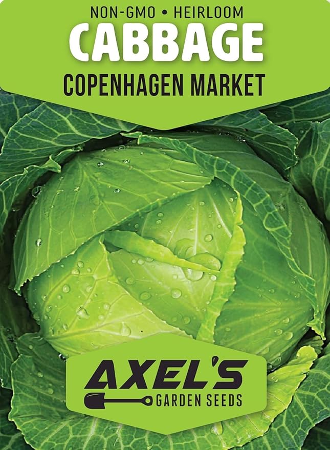 Copenhagen Cabbage Seeds for Planting – Plant & Grow Heirloom Copenhagen Cabbage in Home Outdoor Vegetable Garden, Brassica oleracea VAR. capitata – 2 Packets
