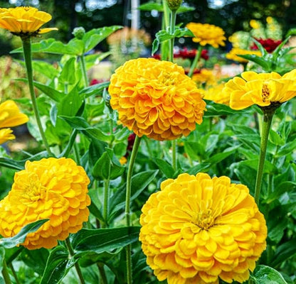 Yellow Zinnia Seeds - 100 Heirloom Seeds for Planting Zinnia elegans - Grow Annual Open Pollinated Flowers for a Butterfly Garden